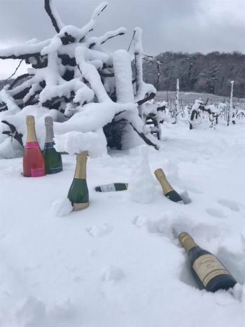 Champagne Porgeon et Fils - 