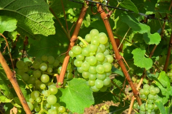 Champagne Porgeon et Fils - 