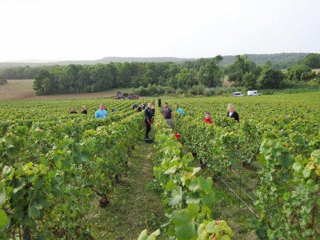 Champagne Porgeon et Fils - Le travail des Vignes en Champagne 